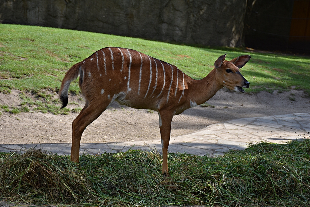 lowland nyala