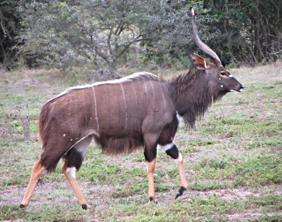 Lowland Nyala