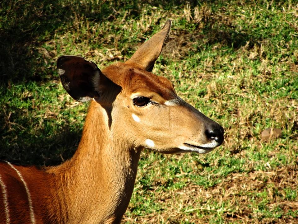 Lowland Nyala