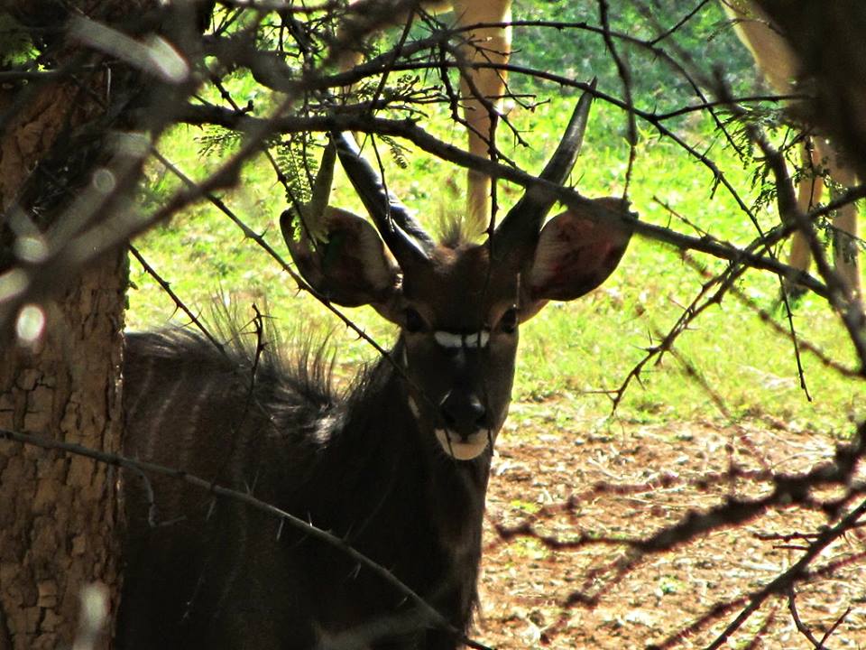 Lowland Nyala
