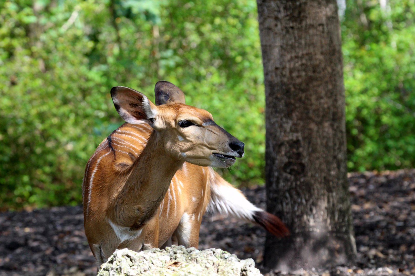 Lowland Nyala