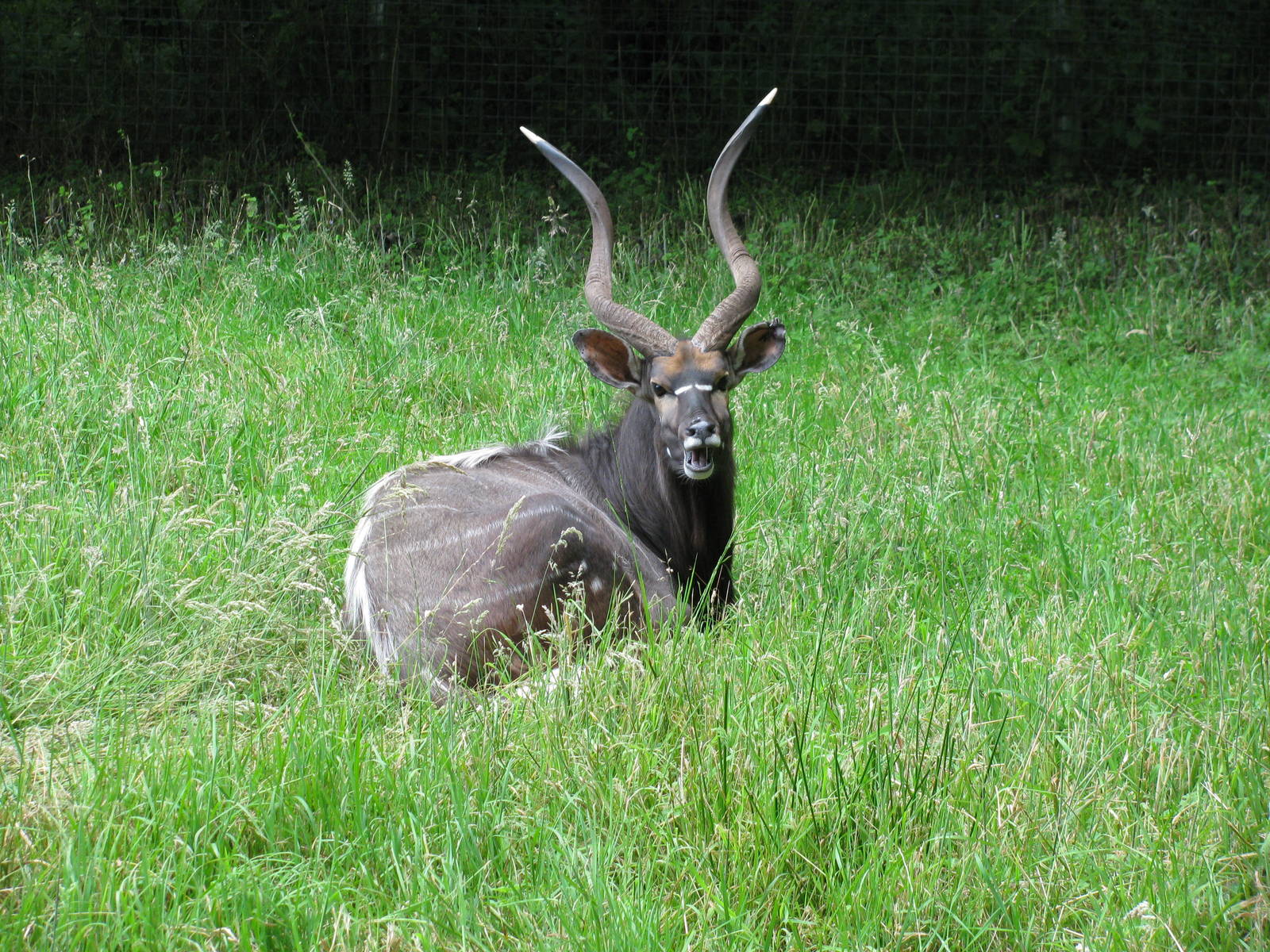 Lowland Nyala