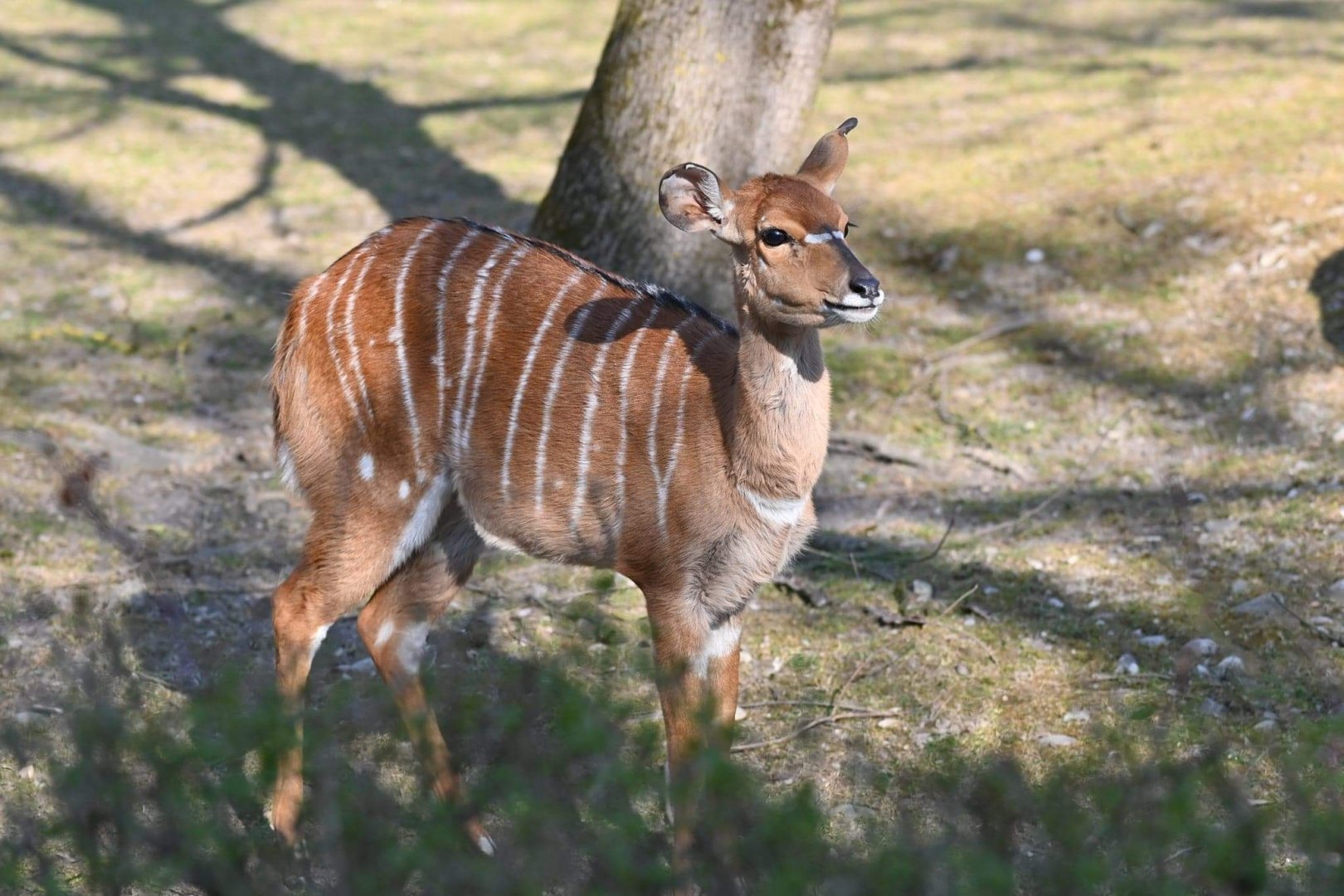 Lowland Nyala