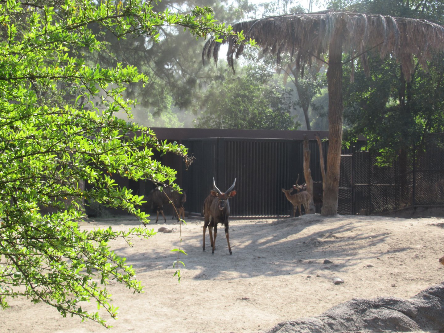 Lowland nyala