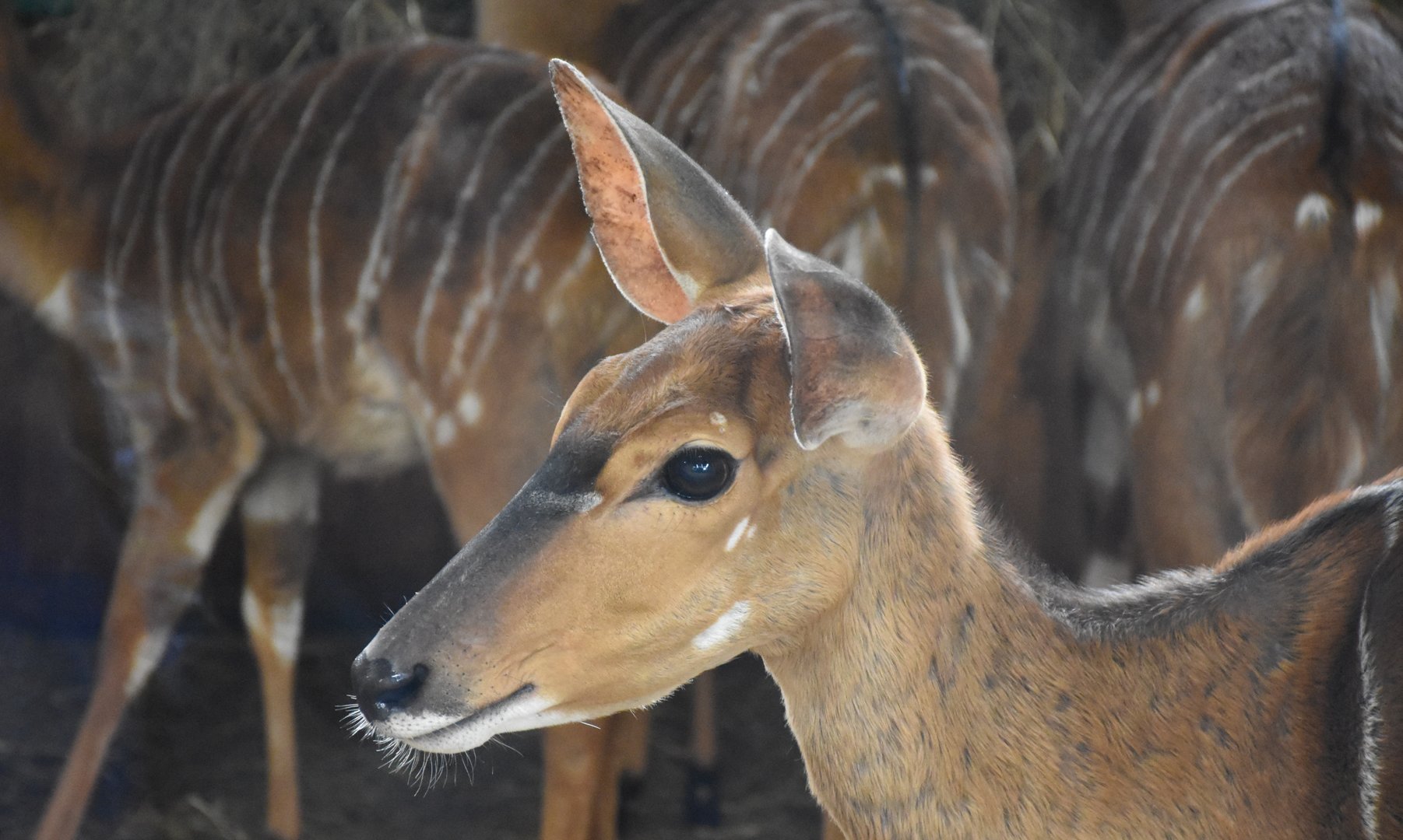 Lowland nyala