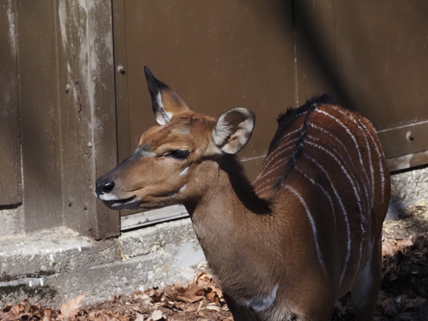 Lowland Nyala