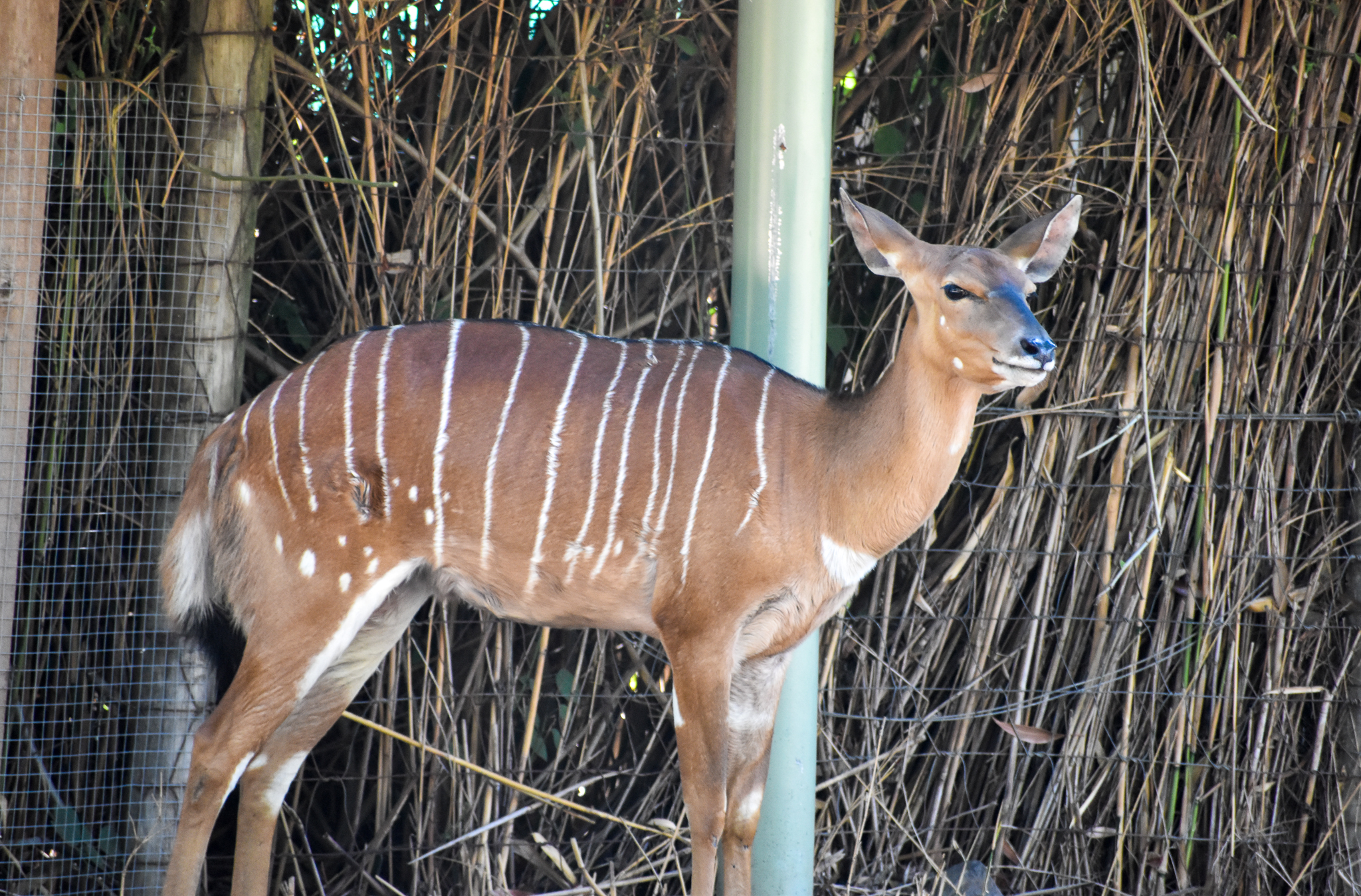 Lowland Nyala