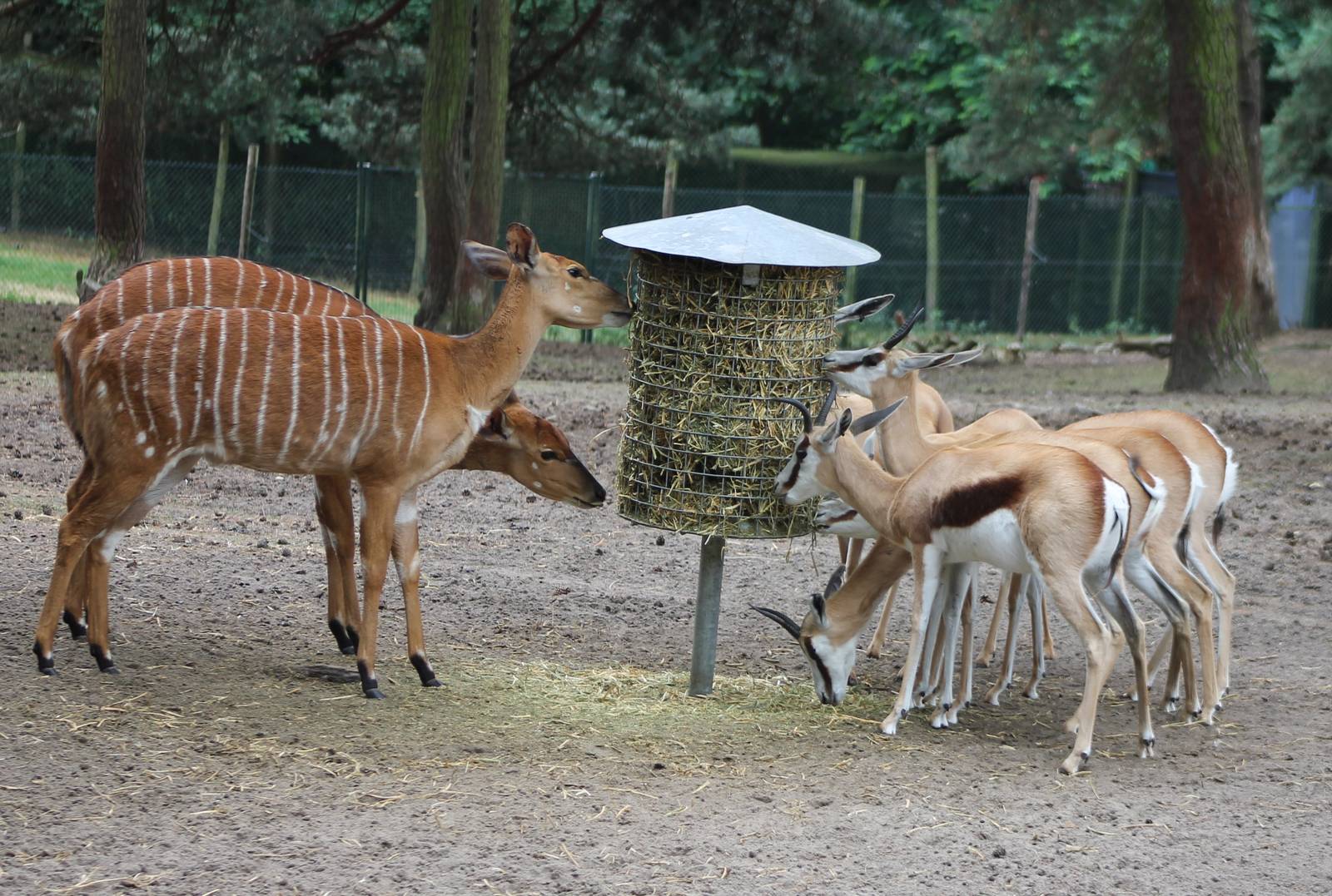 Lowland nyalas and Springboks