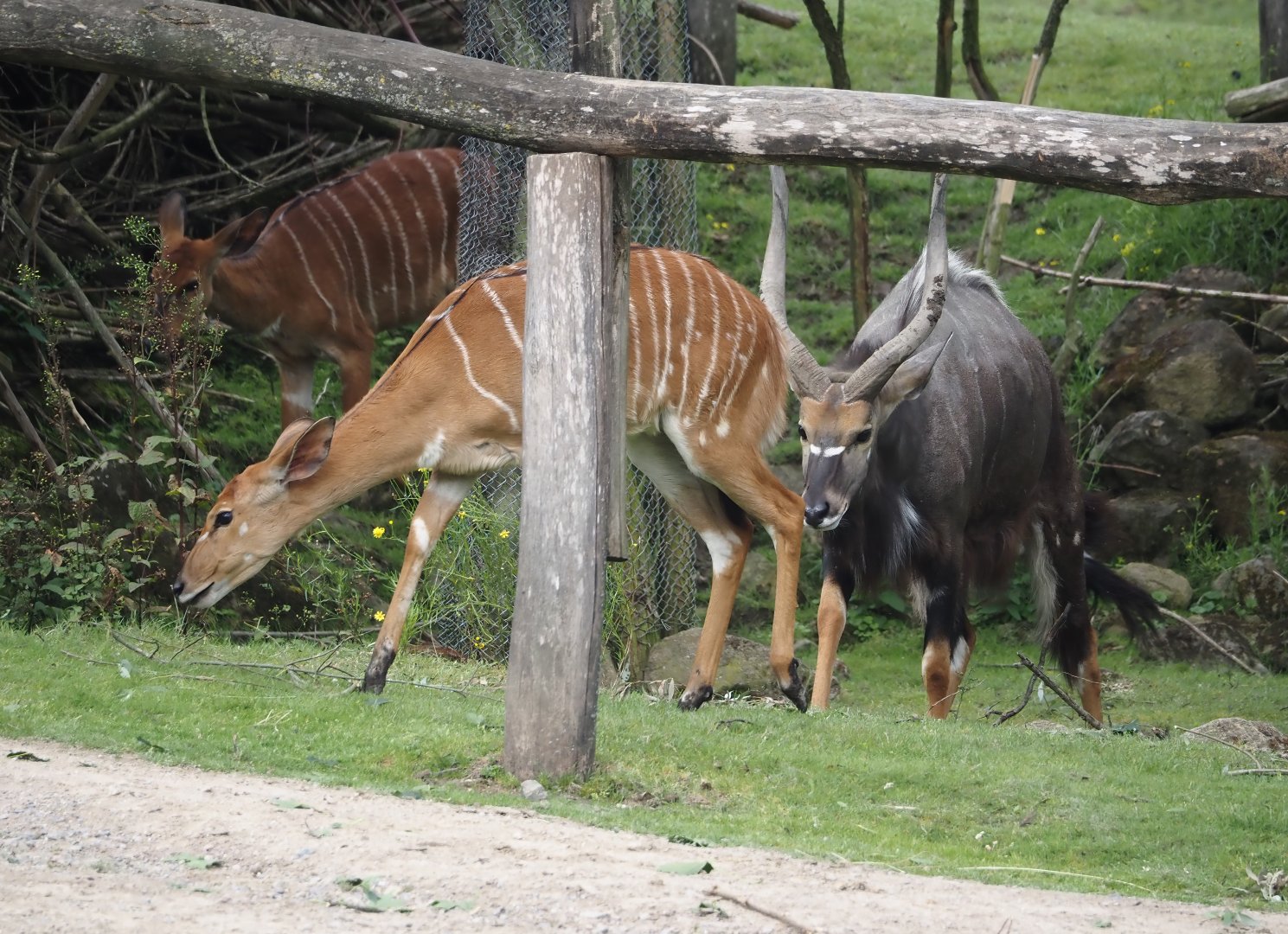 Lowland Nyalas (Tragelaphus angasii), 2024-08-05