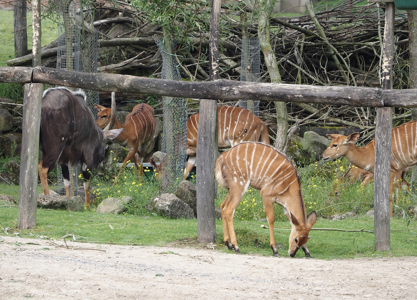 Lowland Nyalas (Tragelaphus angasii), 2024-08-05