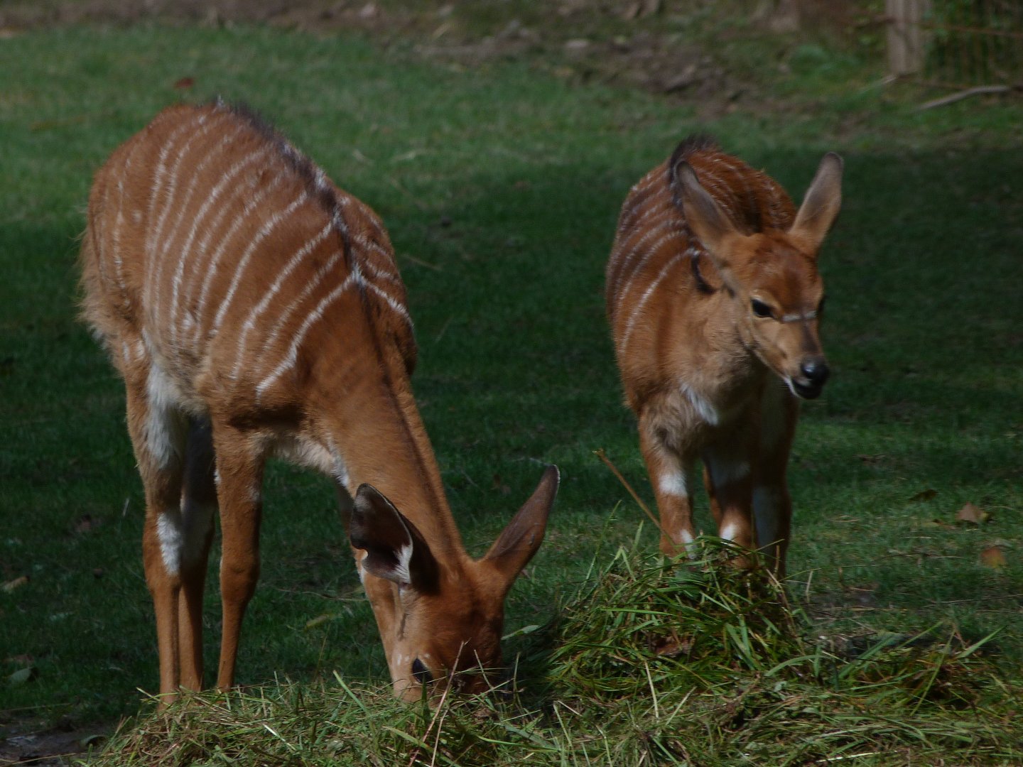 Lowland nyalas -Zoo Plzeň (2025)