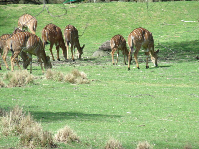Lowland Nyalas