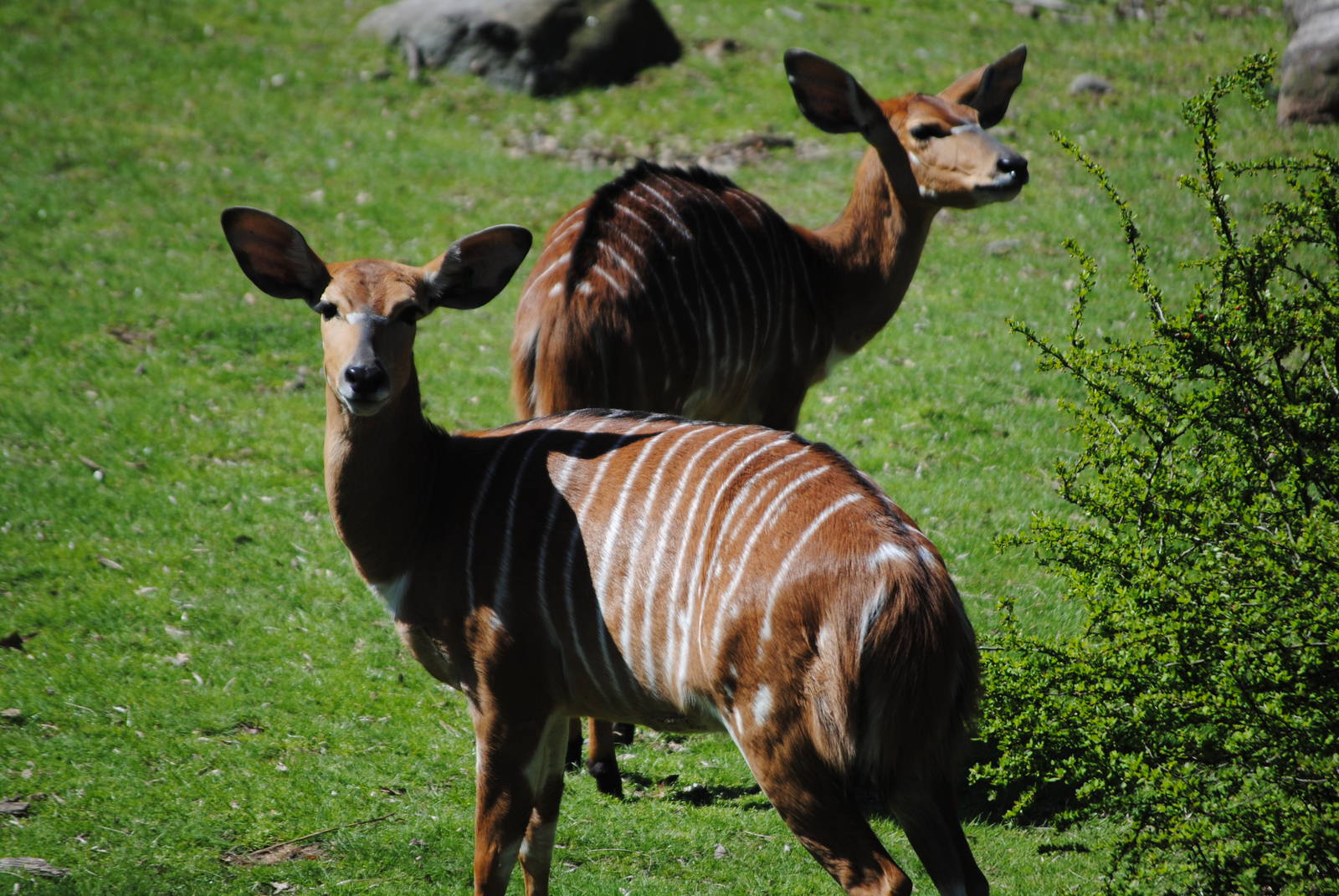 Lowland Nyalas
