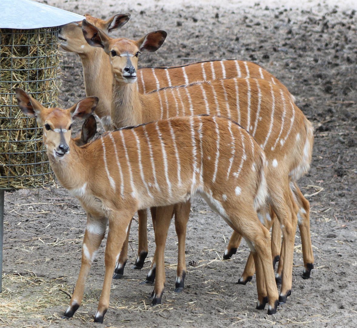 Lowland nyalas