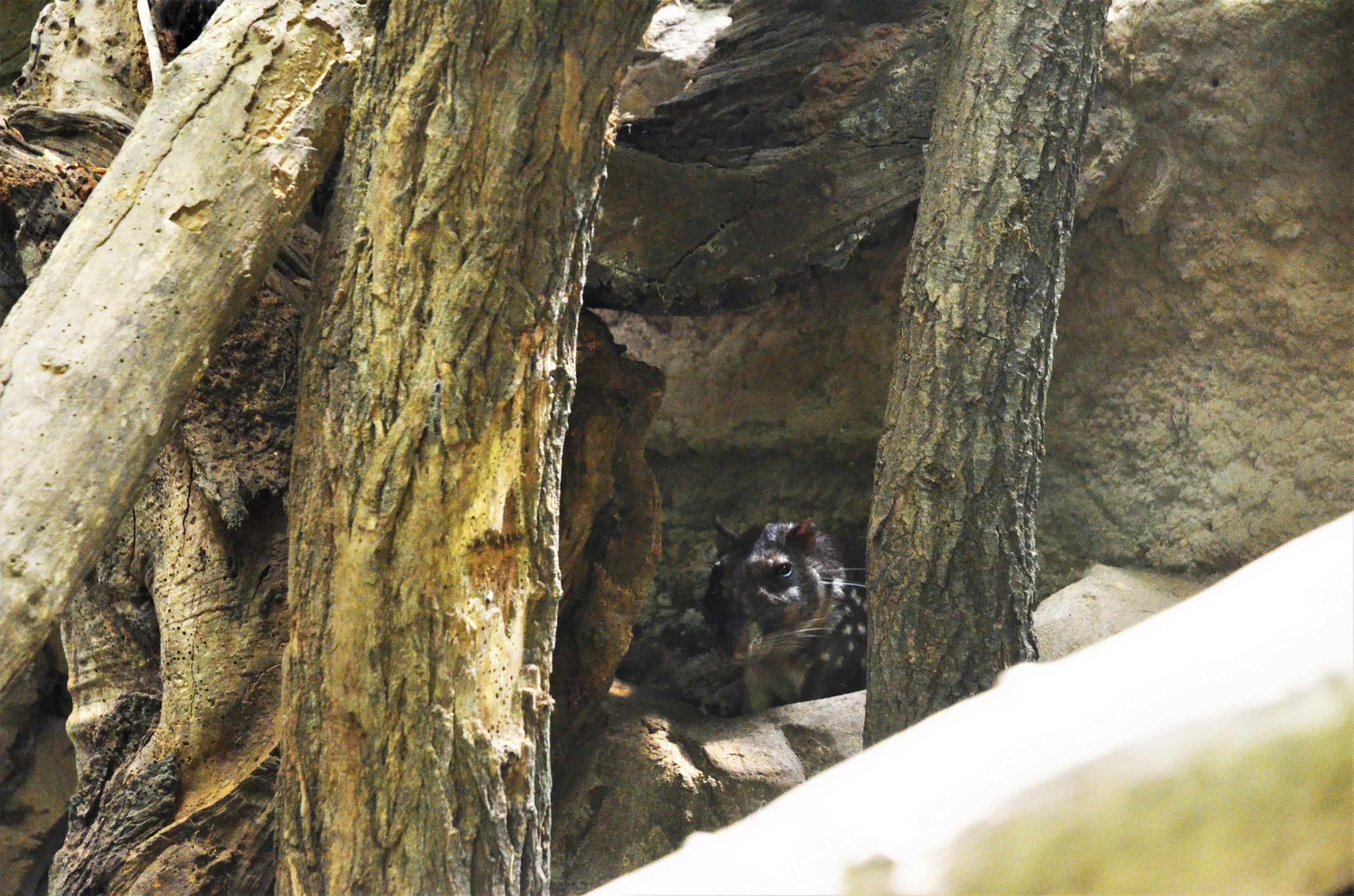 Lowland Paca at Duisburg, 17/06/19