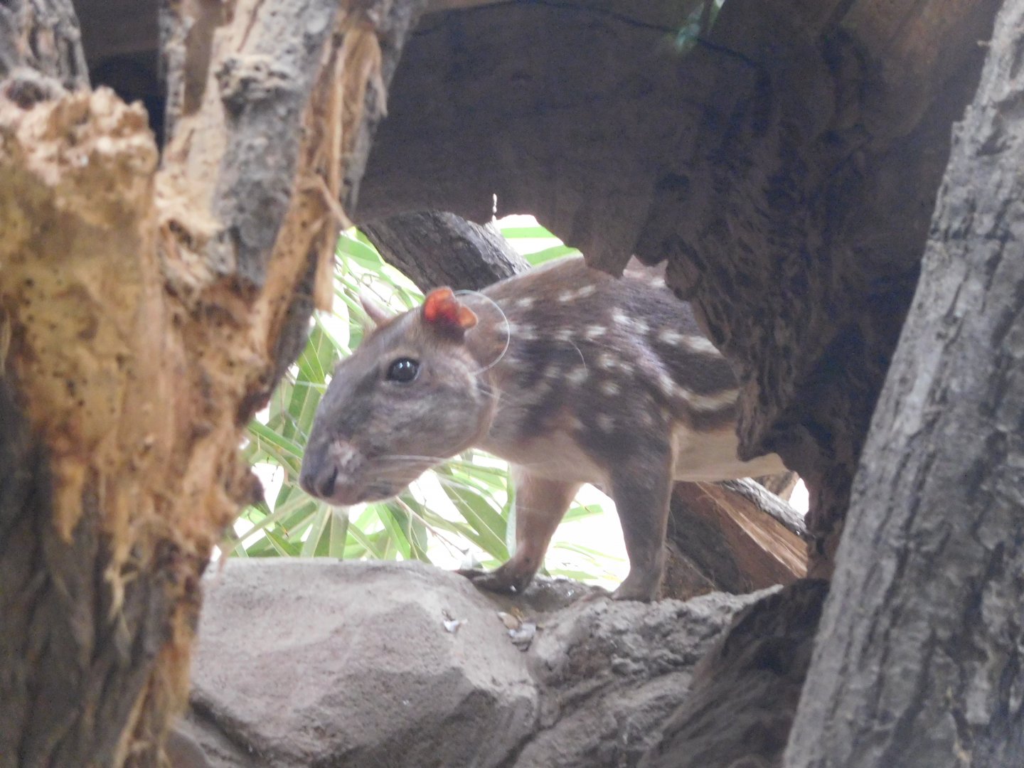 Lowland Paca at Río Negro