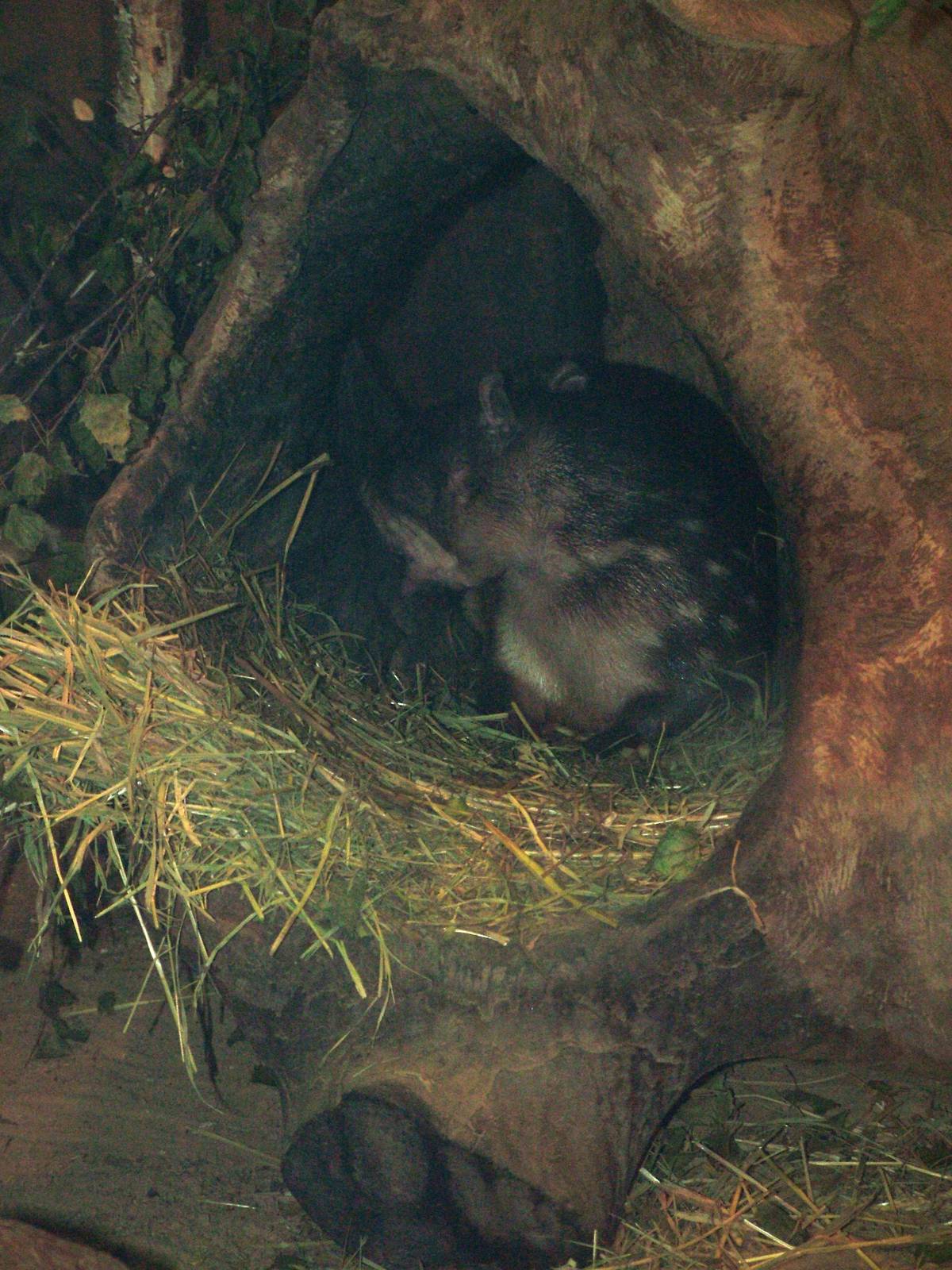 Lowland Paca at Tierpark Berlin, 30/08/11