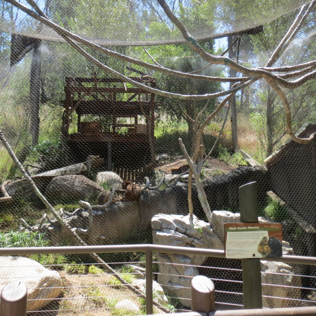 Lowland Paca / Black Howler Monkey Exhibit