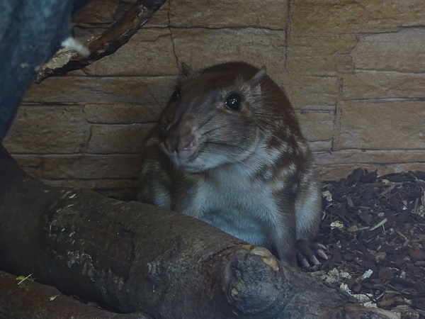 Lowland paca (Cuniculus paca) (07/22)