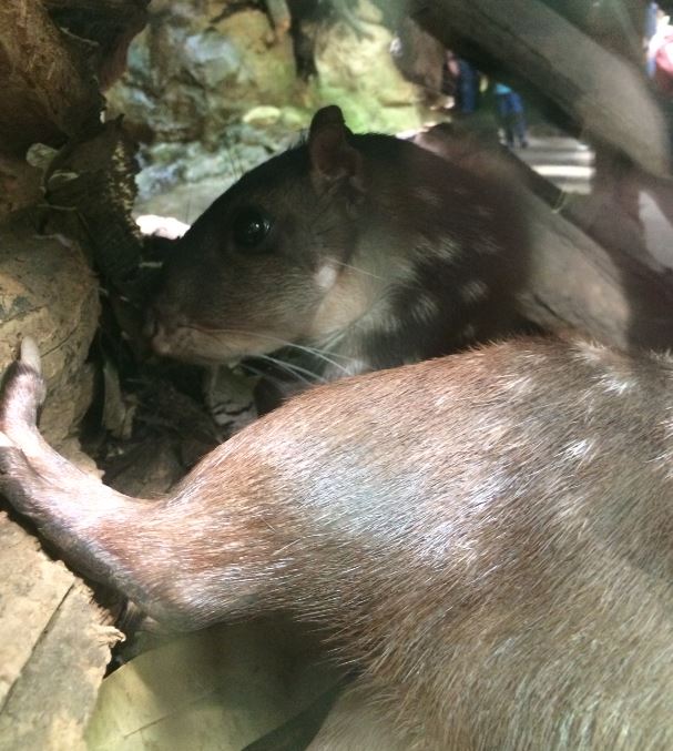 Lowland Paca (Cuniculus paca) 12-8-2018