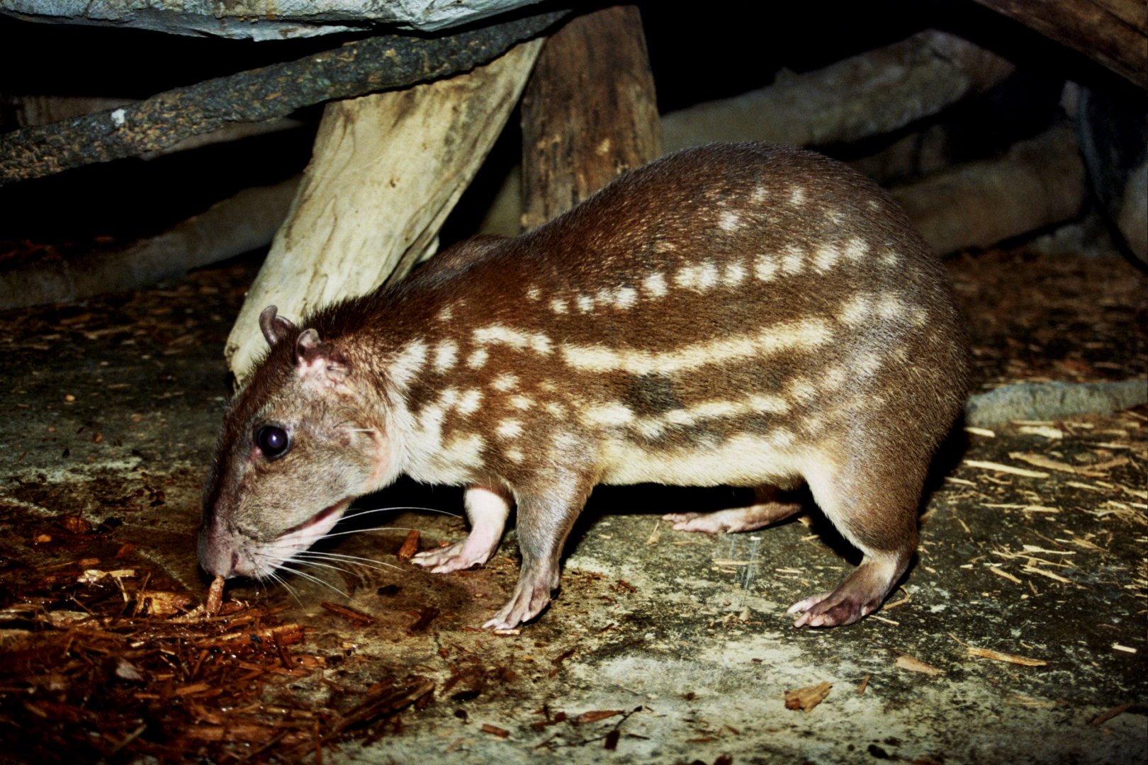 lowland paca (Cuniculus paca) scanned from 2006