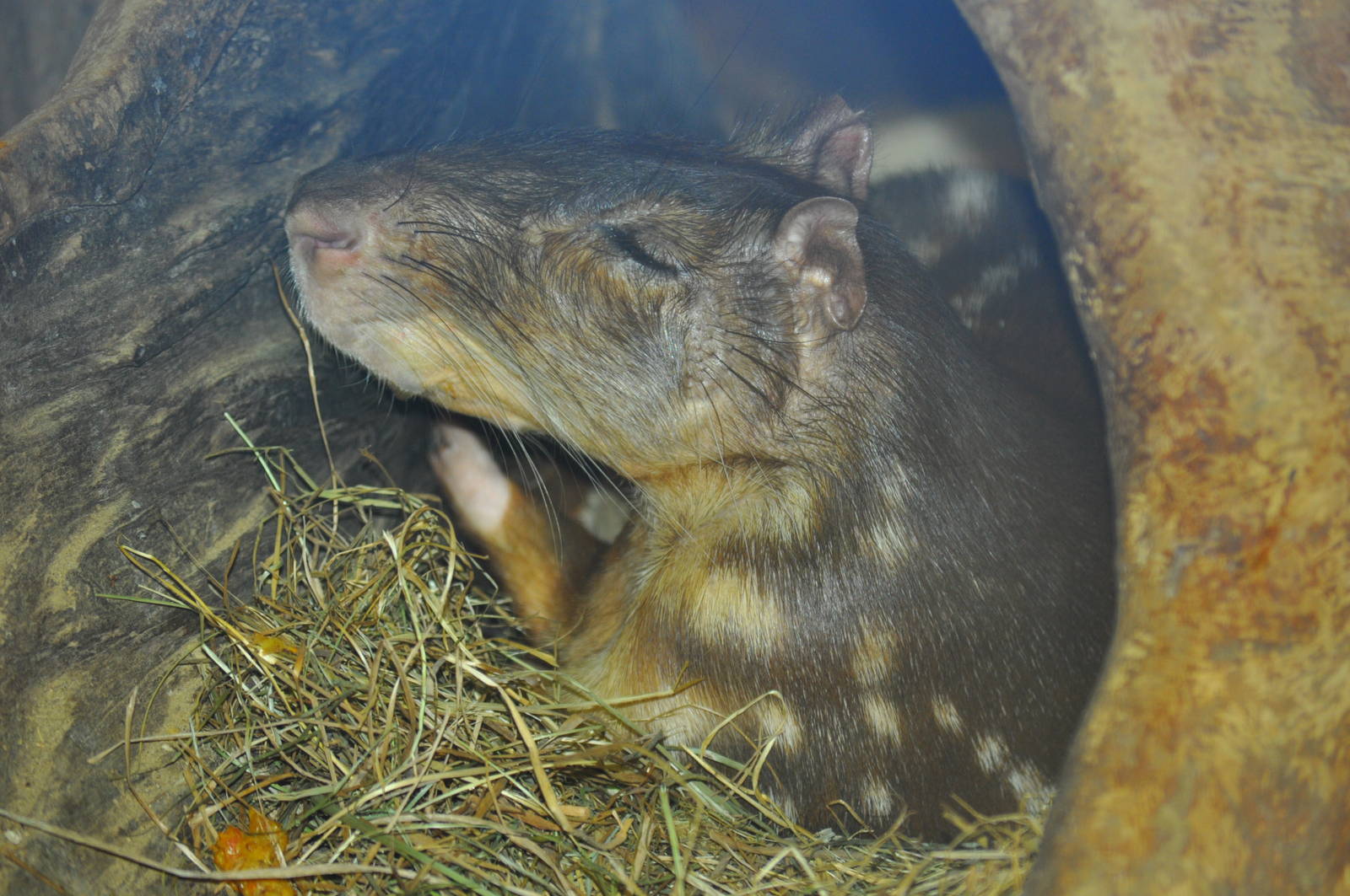 Lowland paca (Cuniculus paca)