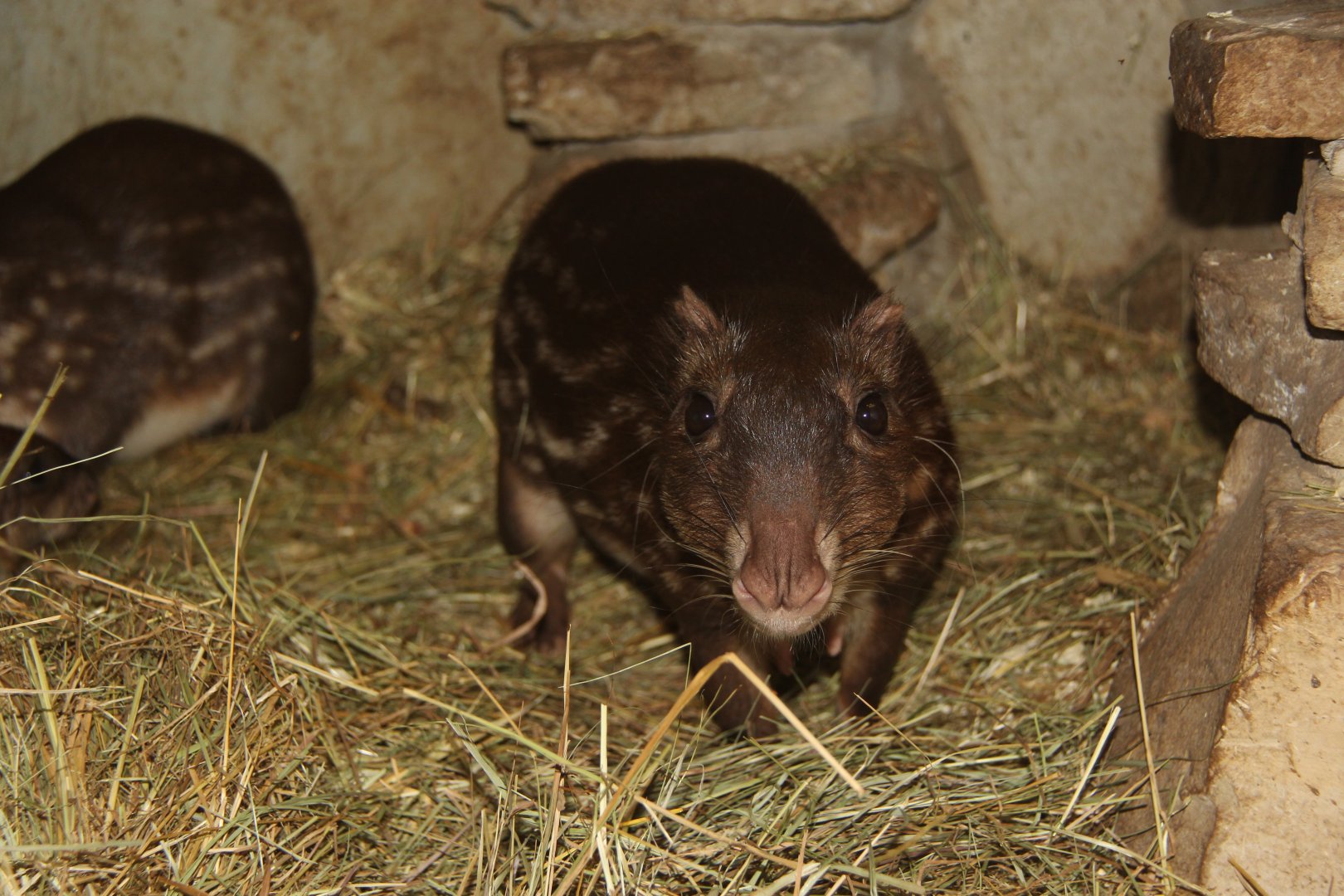 lowland paca (Cuniculus paca)