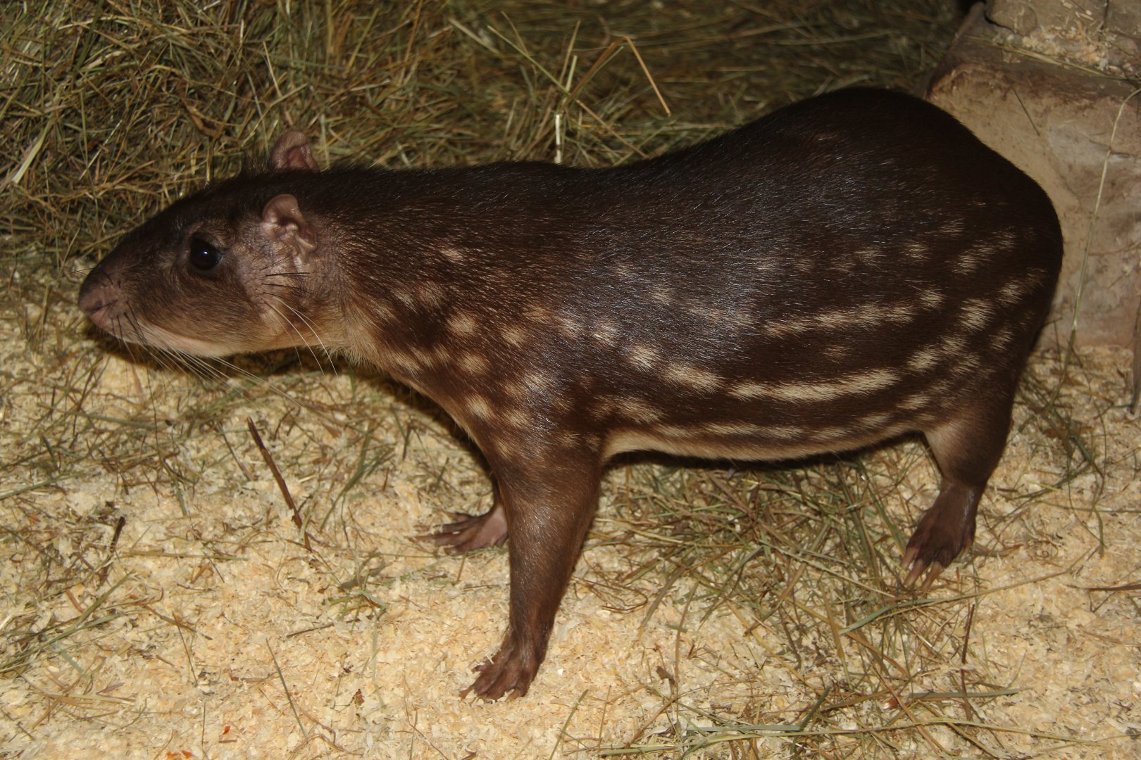 lowland paca (Cuniculus paca)