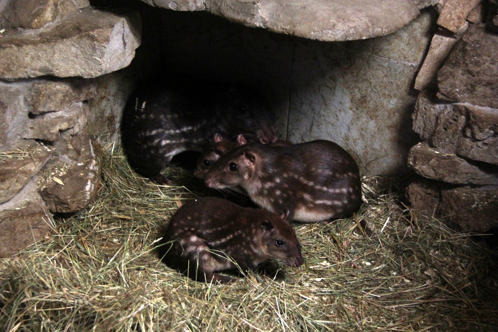 lowland paca (Cuniculus paca)