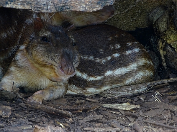 Lowland paca (Cuniculus paca)