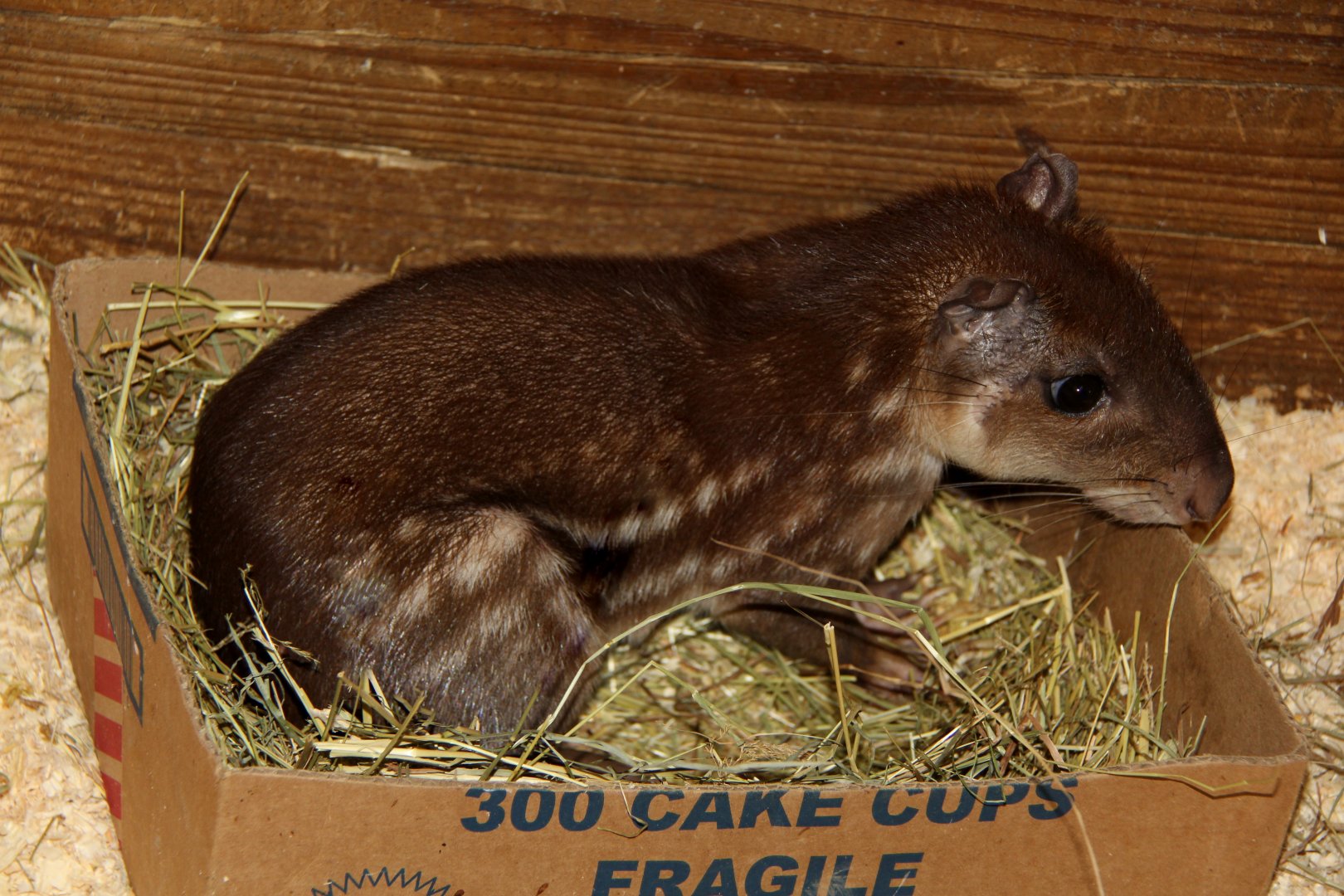 lowland paca (Cuniculus paca)