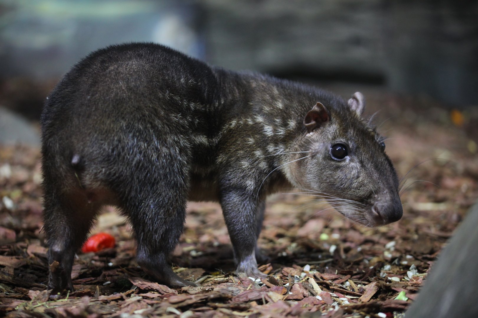 Lowland paca (Cuniculus paca)