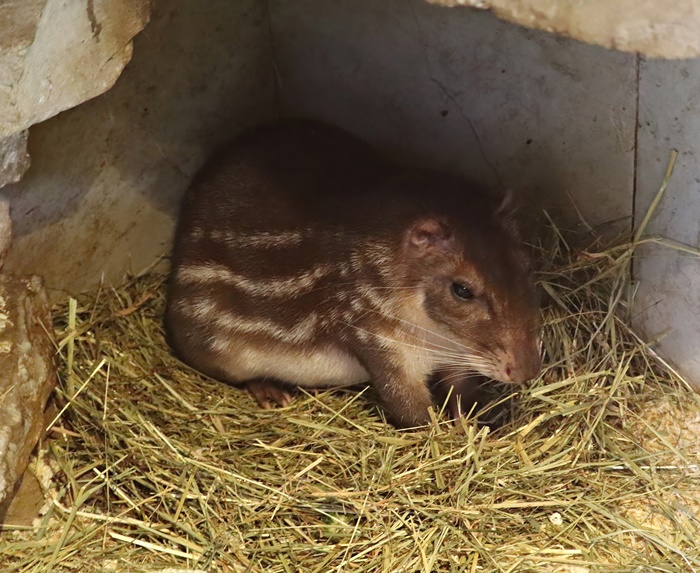 Lowland paca (Cuniculus paca)