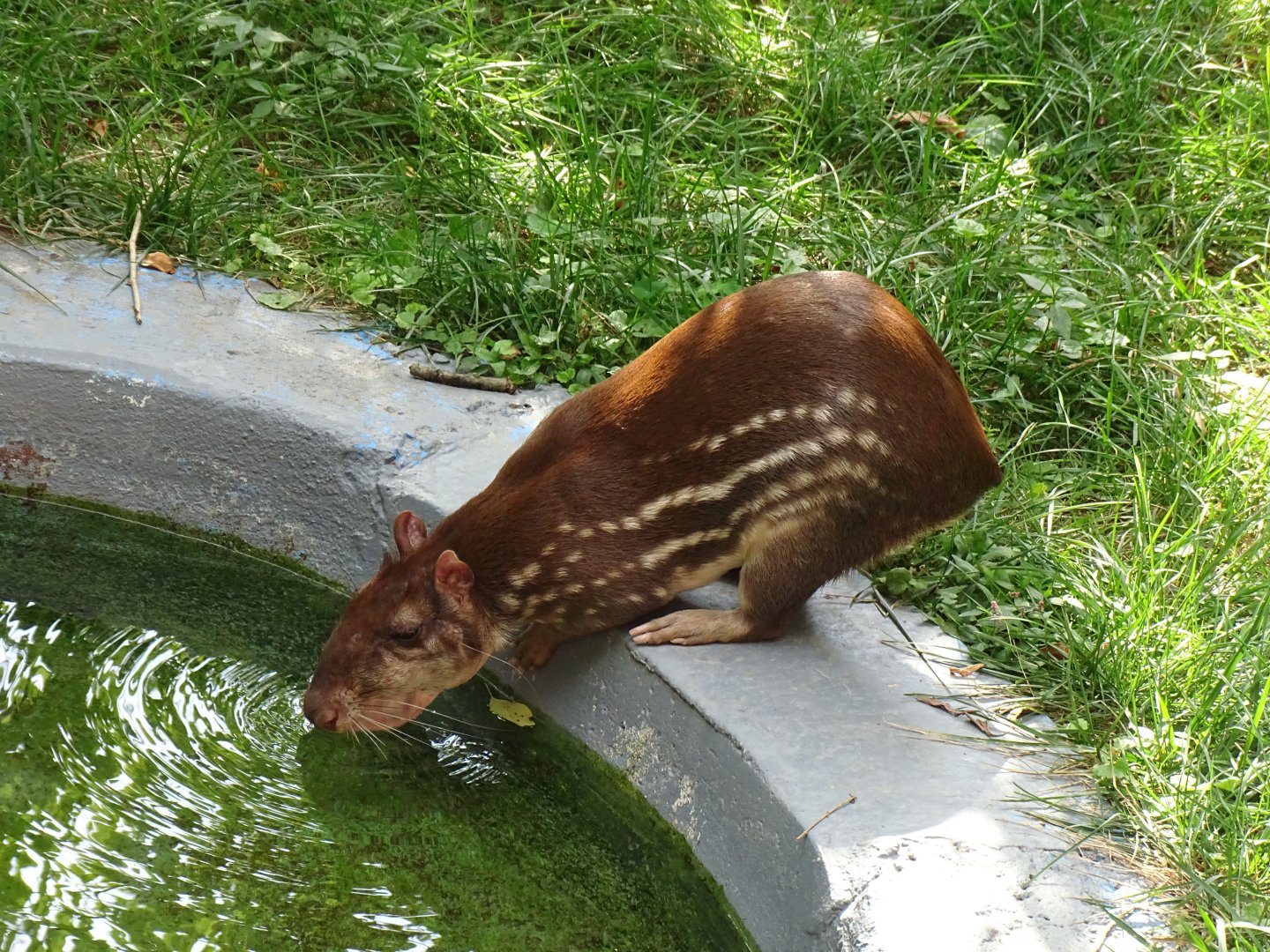 Lowland paca (Cuniculus paca)