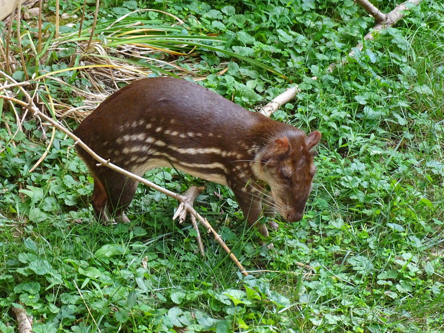 Lowland paca (Cuniculus paca)