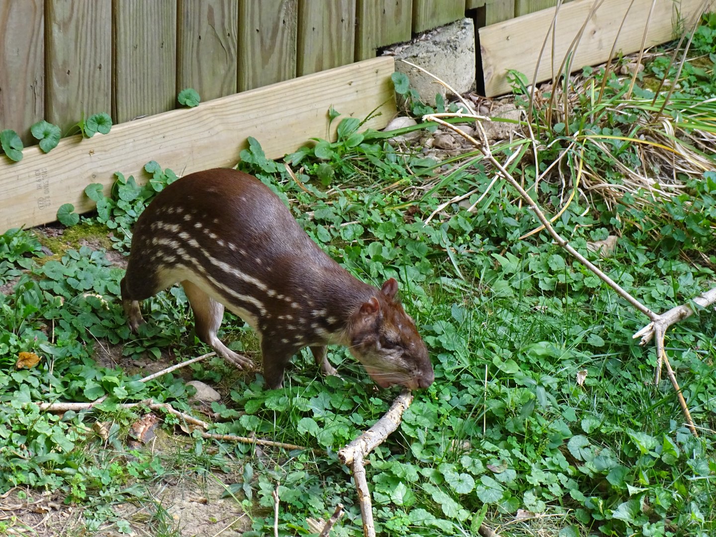 Lowland paca (Cuniculus paca)