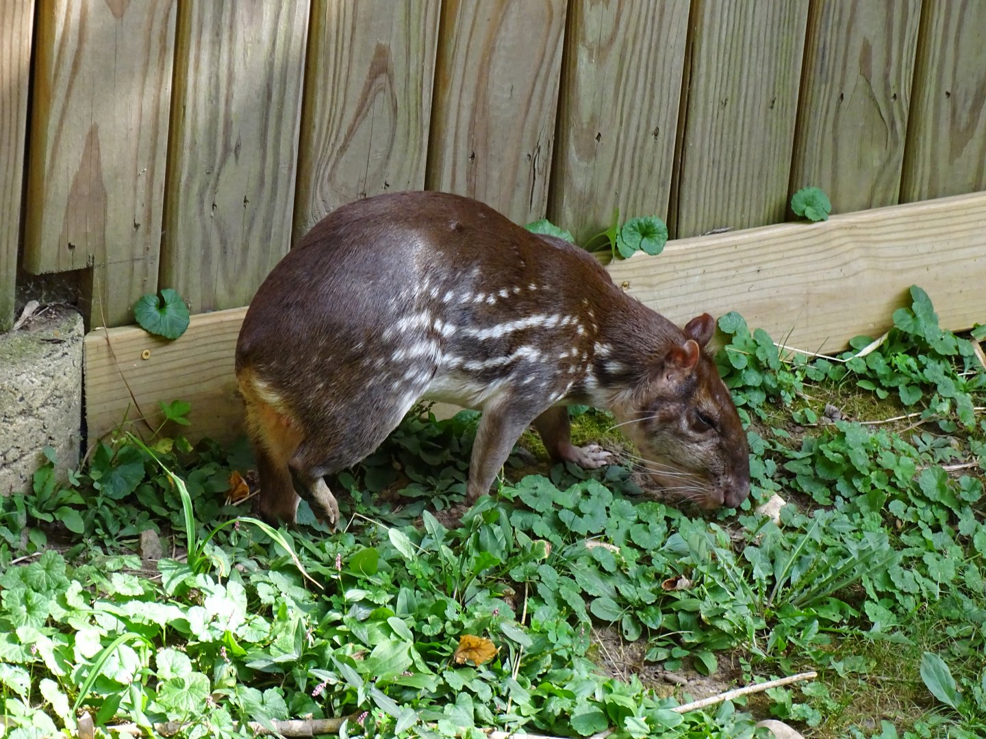 Lowland paca (Cuniculus paca)