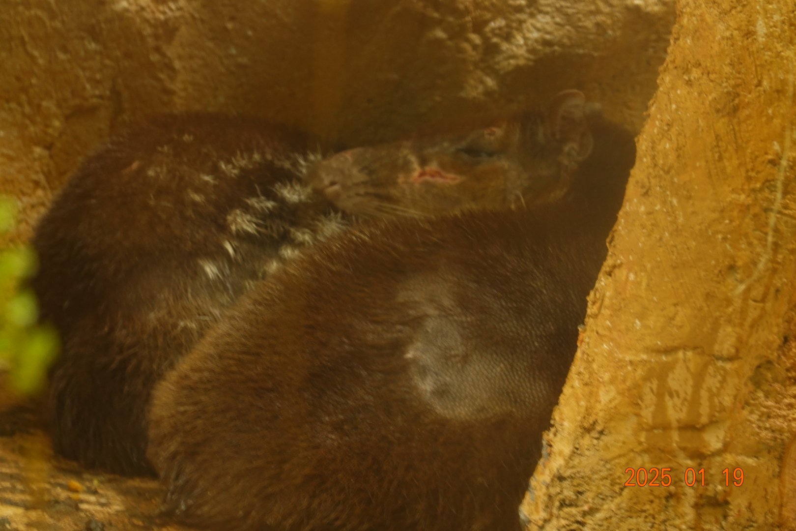 Lowland Paca (Cuniculus paca)