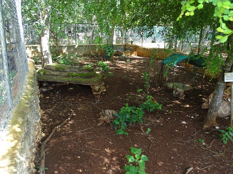 Lowland paca enclosure