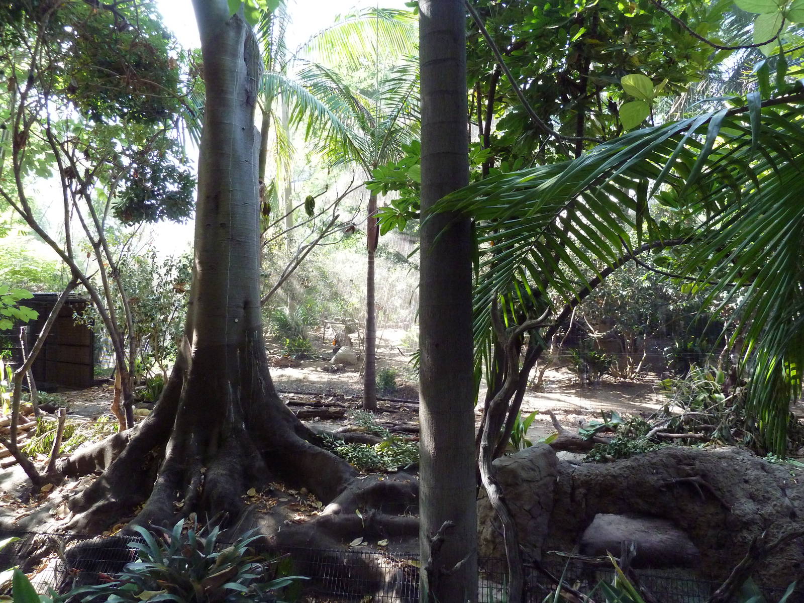 Lowland Paca Exhibit