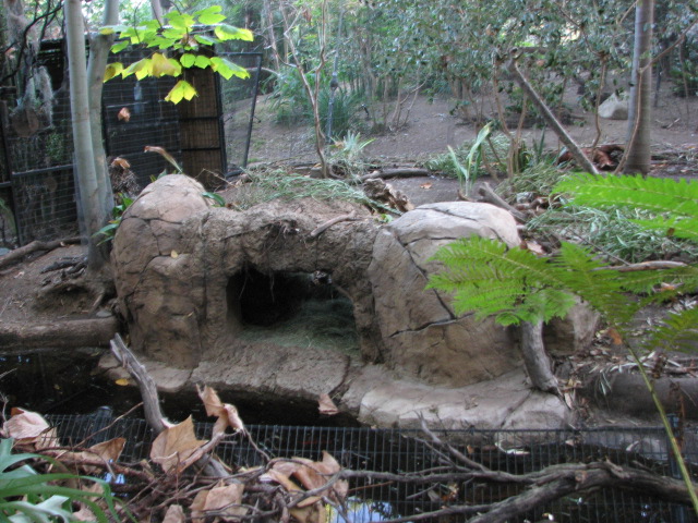 Lowland Paca Exhibit