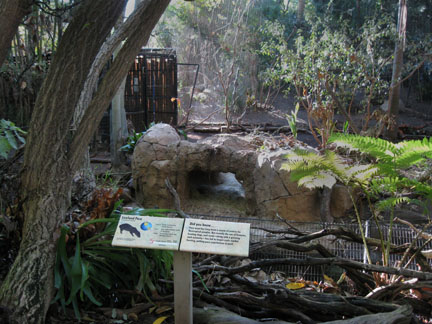 lowland paca exhibit