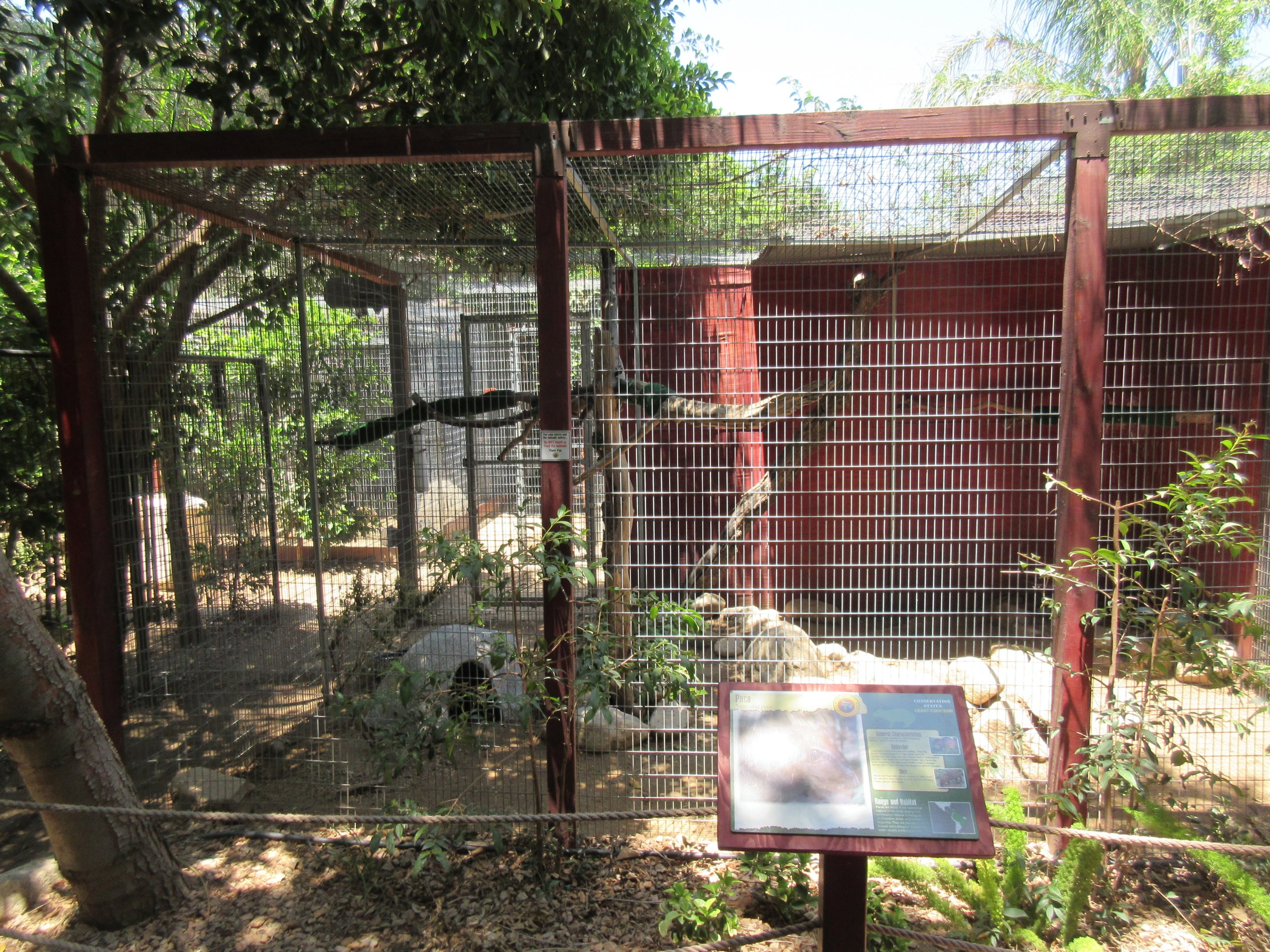 Lowland Paca Exhibit