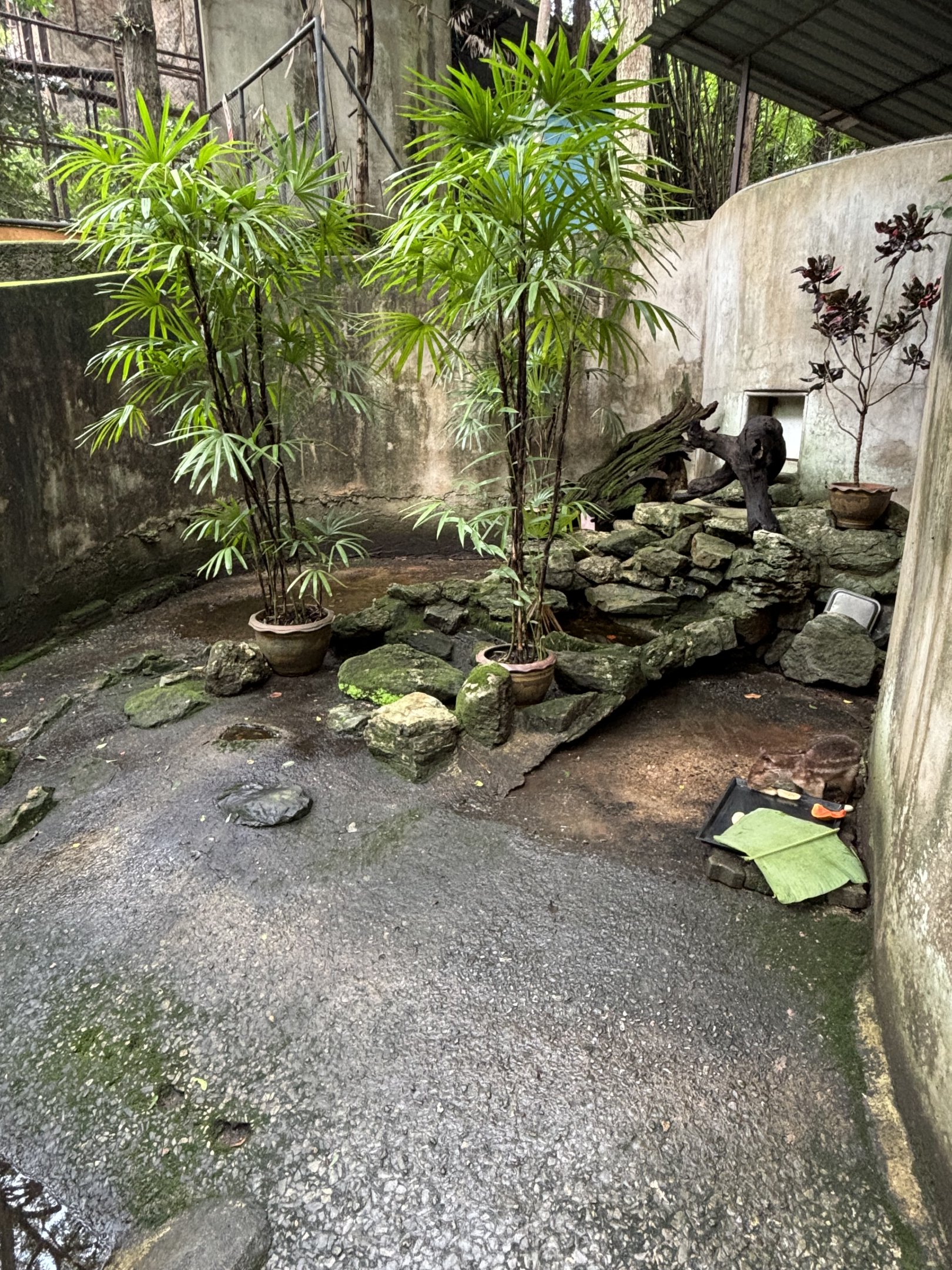 Lowland Paca Exhibit