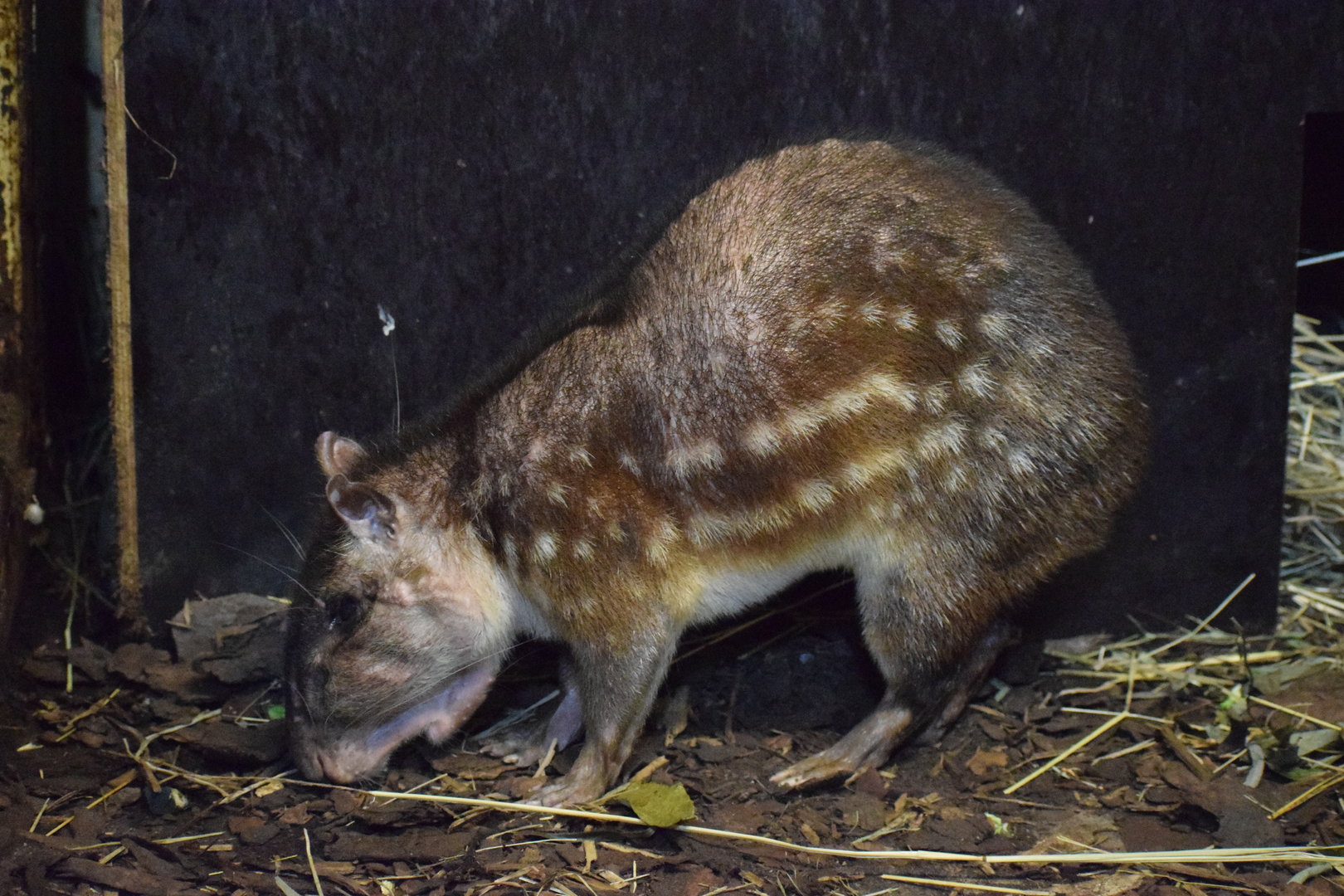 Lowland paca - October 2023