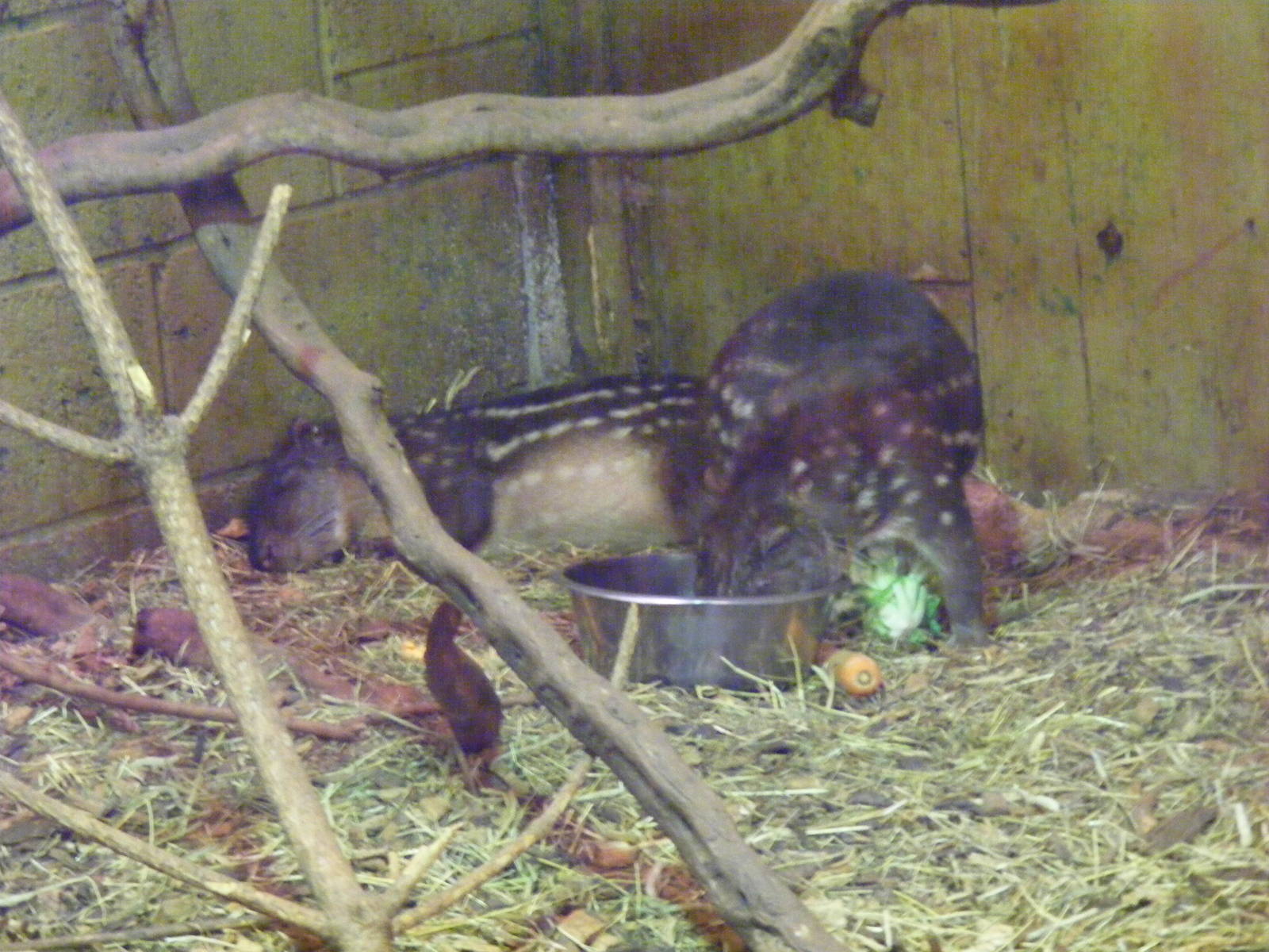 Lowland pacas at South Lakes Wild Animal Park, 23 May 2010