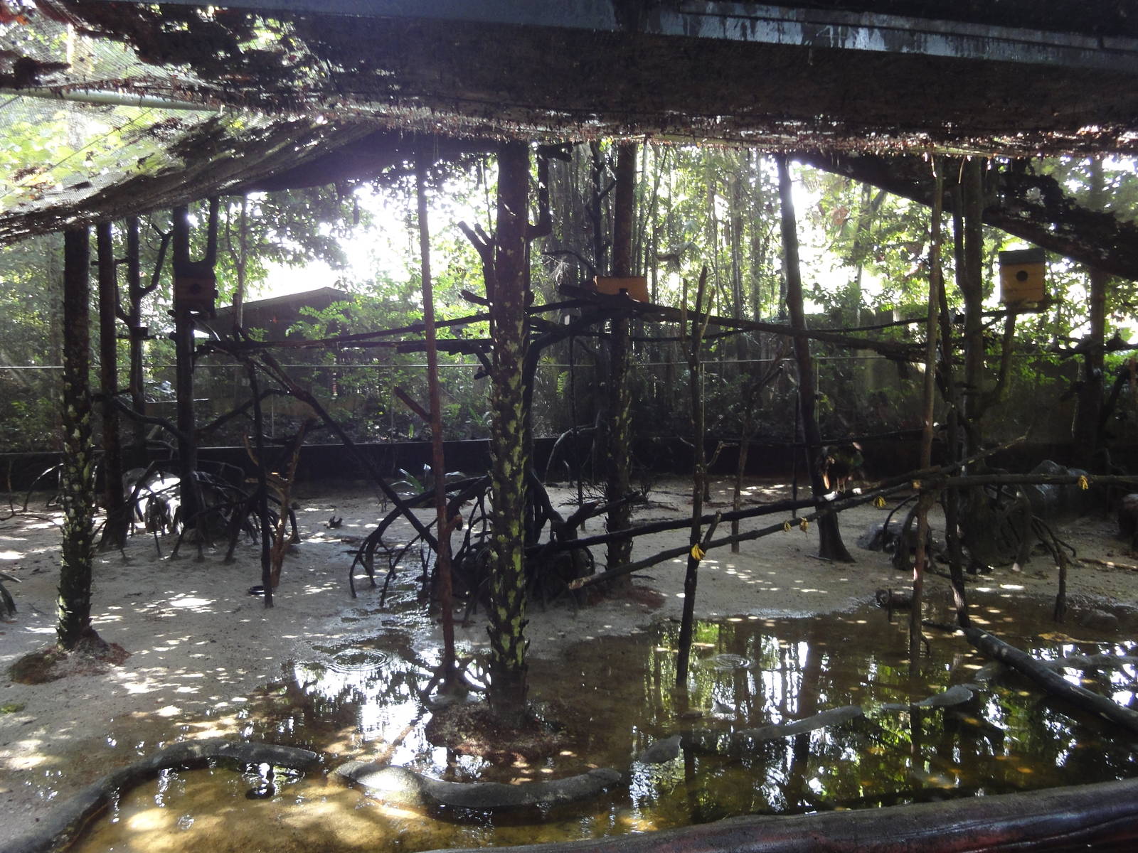 Lowland Rainforest Mixed Species Enclosure