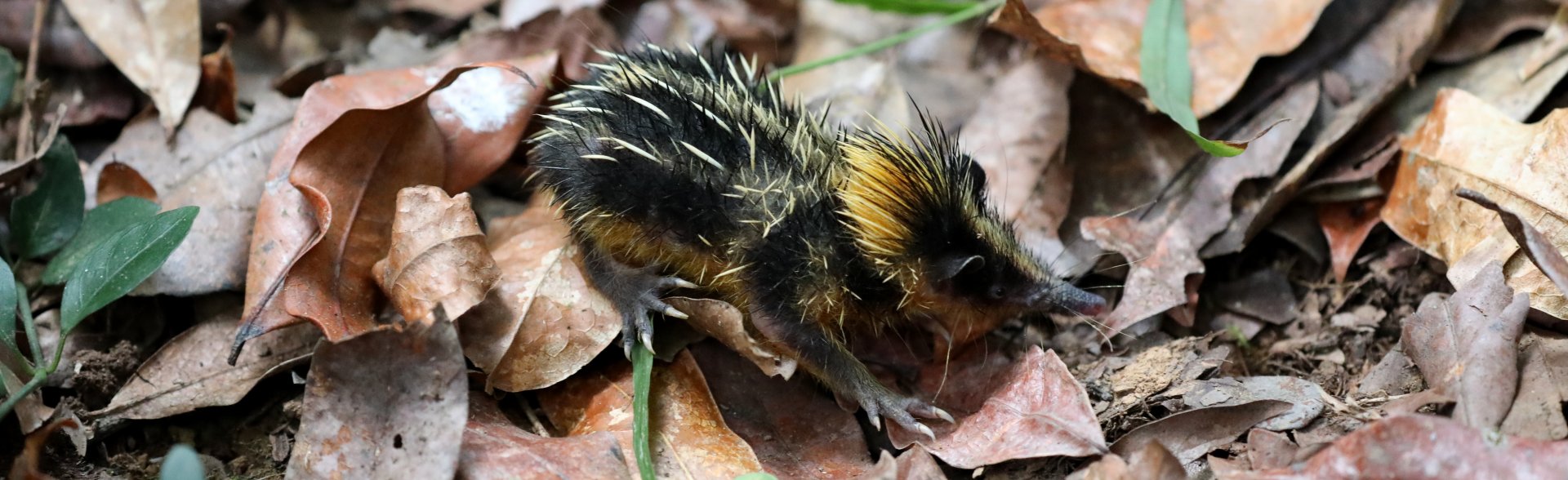 lowland streaked tenrec (Hemicentetes semispinosus)