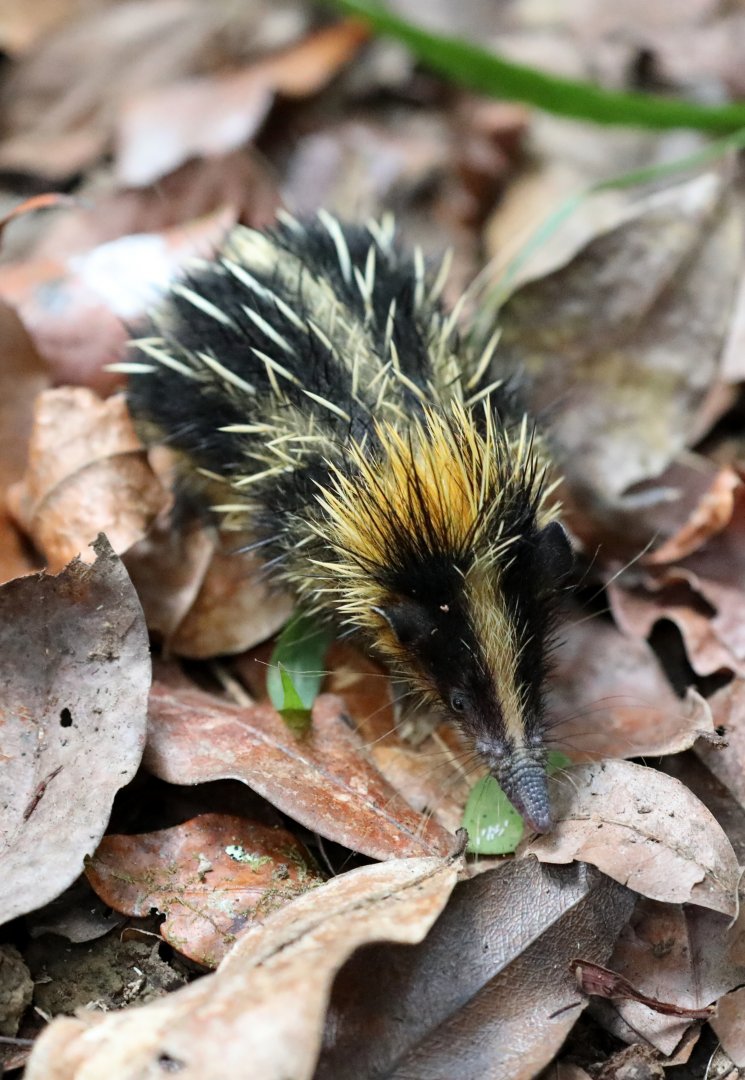 lowland streaked tenrec (Hemicentetes semispinosus)