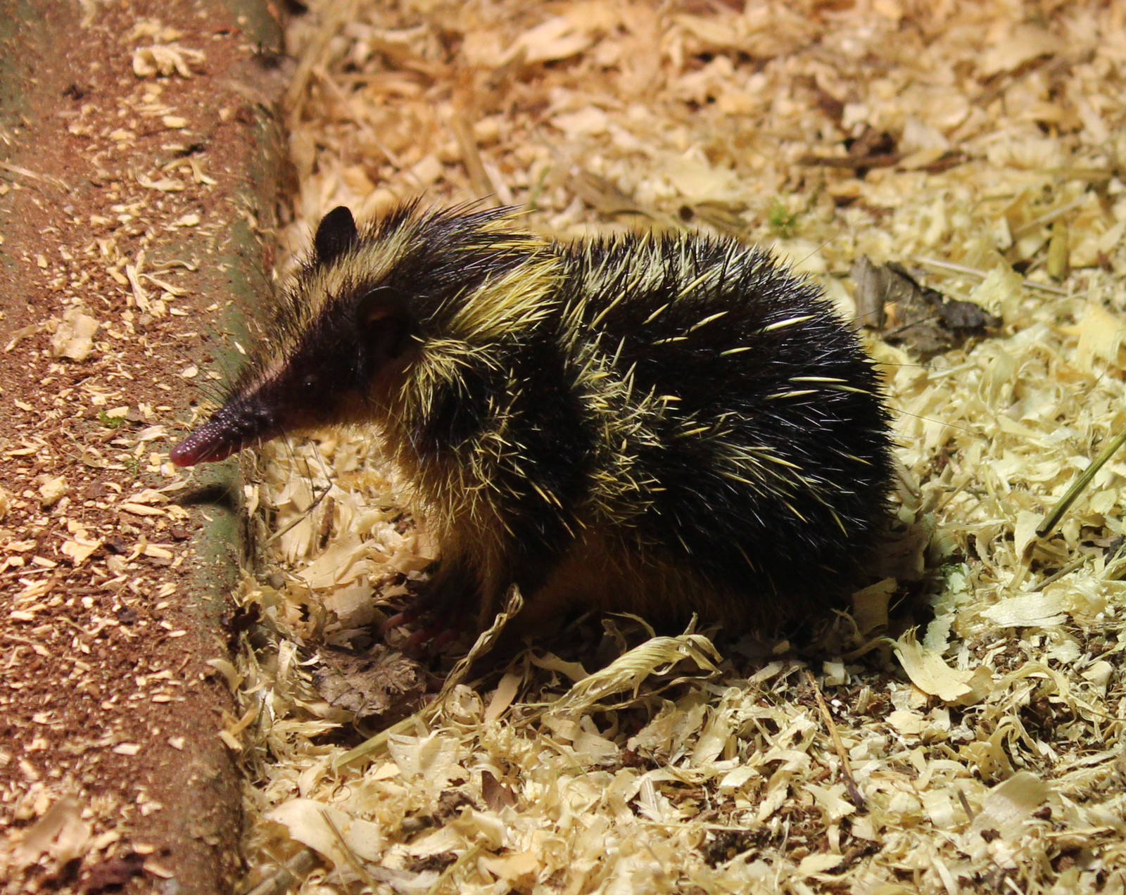 Lowland Streaked Tenrec